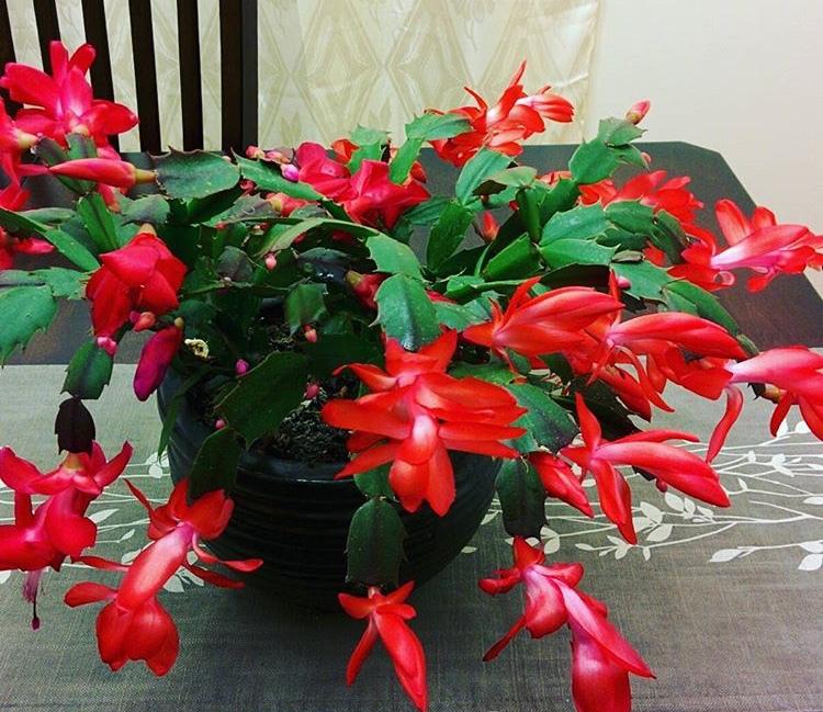 蟹爪兰不开花? “2种料”撒上就开花, 花期200天, 简单、有效!