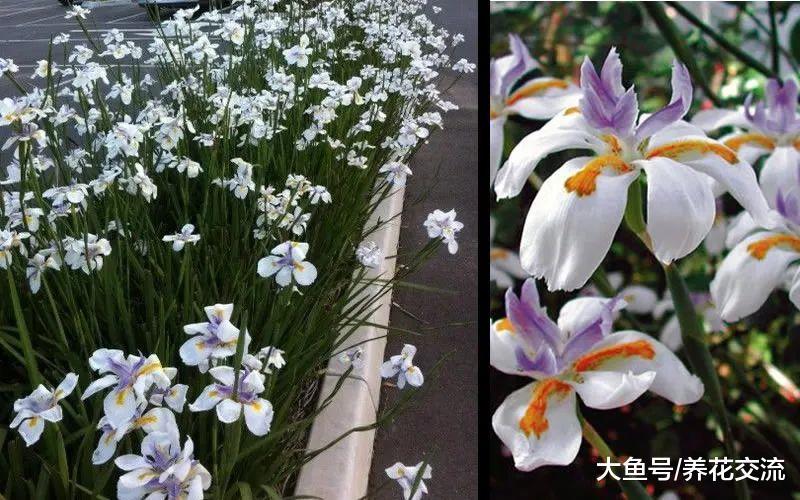 10种在干旱的环境中能常开花的植物, 种在石头花园就很适合
