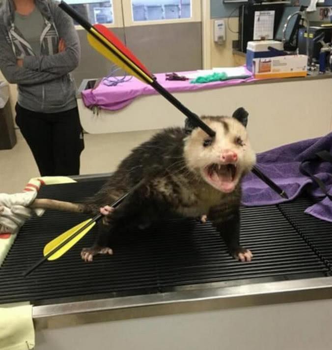 箭头射穿负鼠头部, 痛的嗷嗷直叫, 庆幸被好心人送到医院治疗!