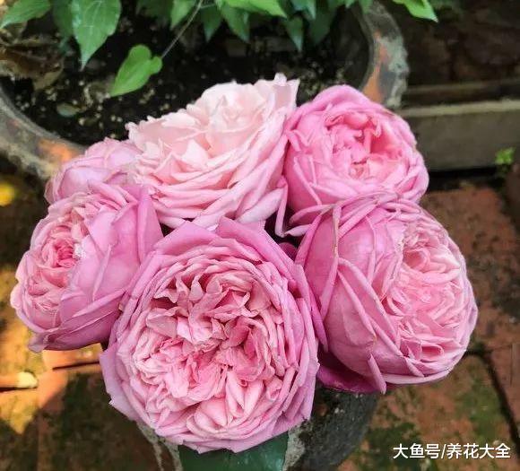 17种月季大集合, 花大色艳, 看看你认识多少?