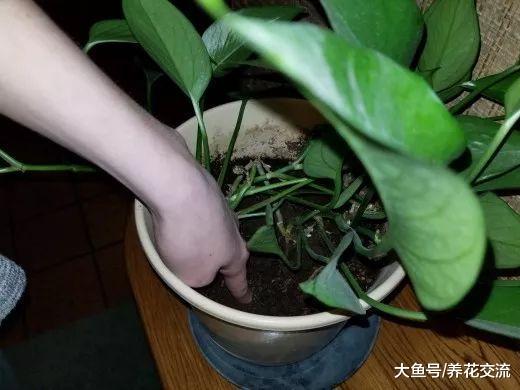 在夏季养好室内盆栽的几个技巧, 避免感染病虫害的注意事项