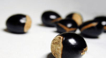 想养盆栽不用买, 这3种果核种下去, 几天就能发小芽!