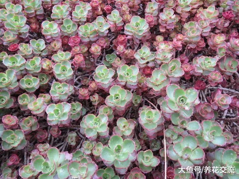这些植物养在家里都能够快速生长, 开花还特别好看