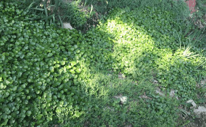 这5种花随手撒地上, 呼呼长成大花毯, 邻居抢着来围观!