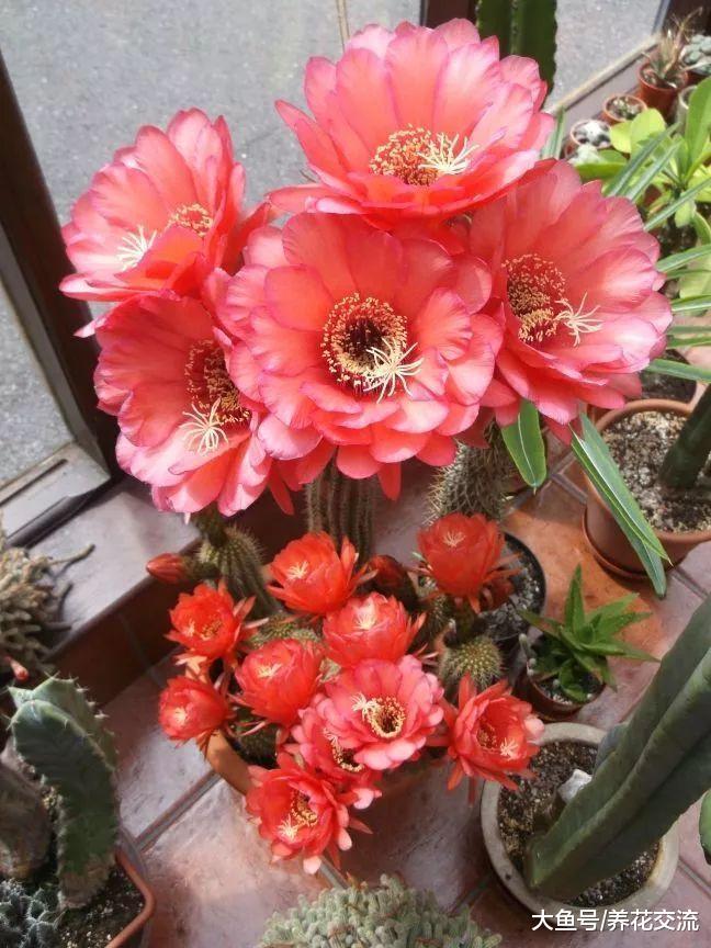 7种容易开花的仙人掌盆栽, 新手也能轻松养出好看的花朵