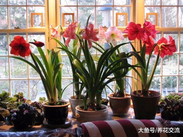 家里养这十种红色的盆栽花卉, 整个家里都变得更加有活力