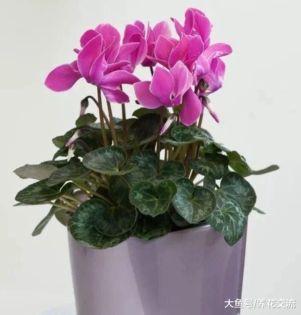 秋季在家里种上这些花卉, 整个冬春季节家里都是灿烂的花朵