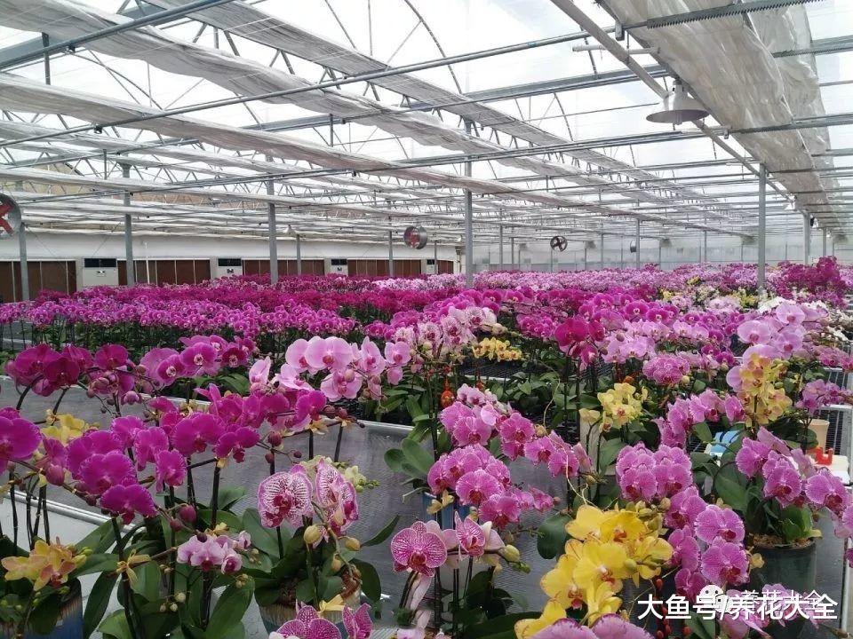 普通的花在他们手里, 变成了各种造型, 果然艺术是无价的!