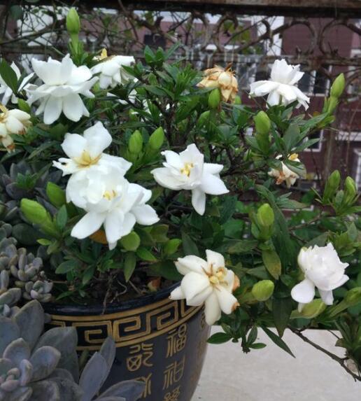 快住手! 这么养栀子花? 永远都是黄叶、不开花。 5个养护要点请记住。