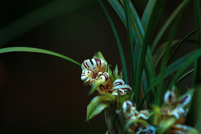 家里兰花养了2年还不开花, 注意这5点, 开花不用愁!