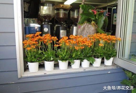长寿花用这些技巧养护, 这个冬春季节就保准能开花了