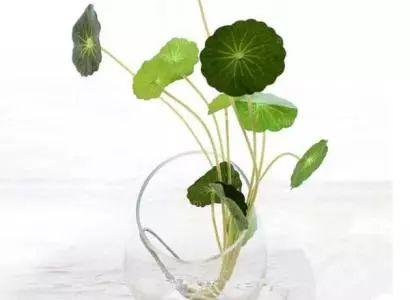 自家土培植物直接可以转成水培植物, 再也不用去买了!