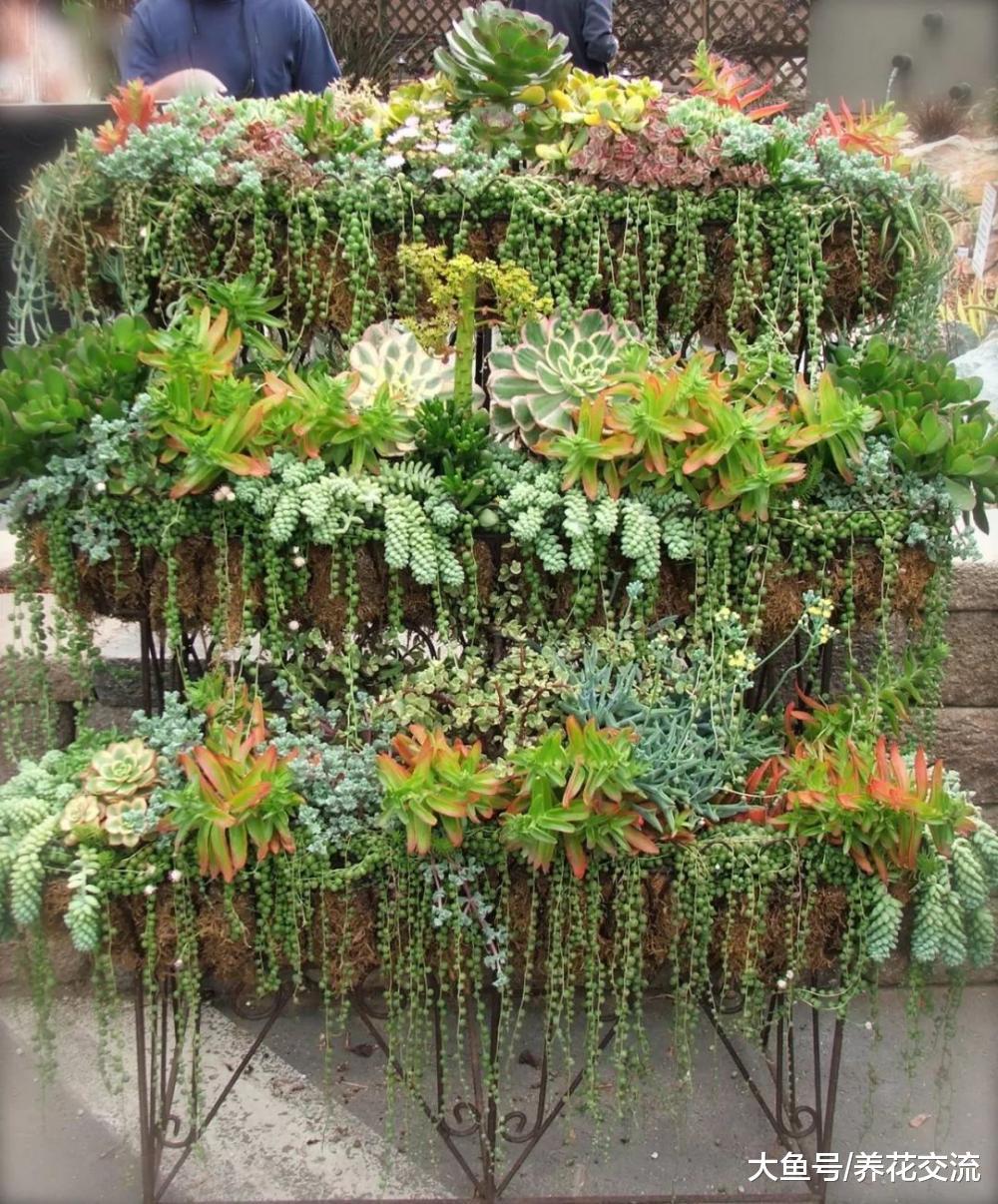 7种特别适合养在窗台上的爬藤多肉植物, 养成窗帘就厉害了