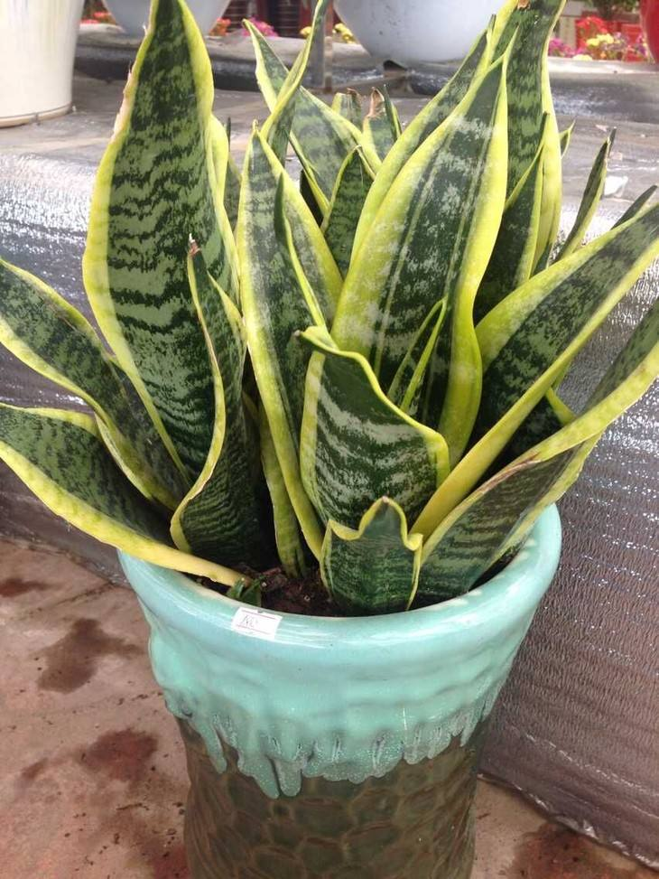 叶子干尖多半是缺营养, 盆底铺一层它, 虎皮兰长成大高个!