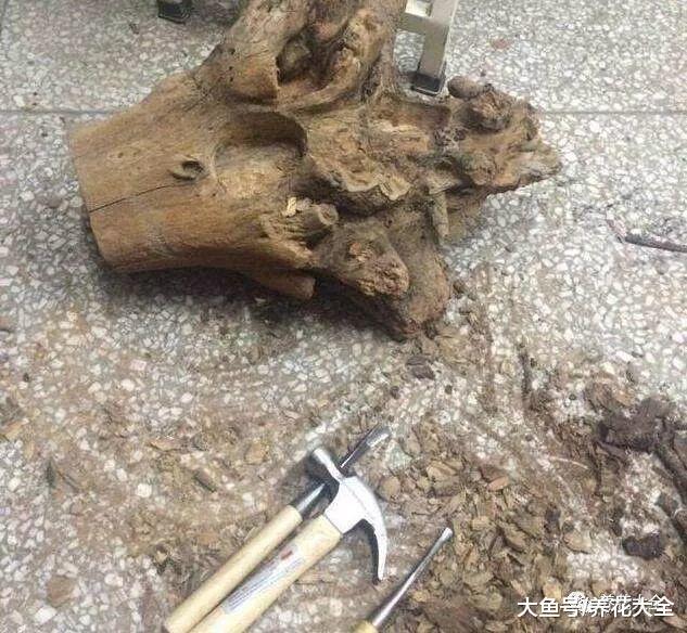 出门捡个木桩, 这样简单一改造, 用来养肉防烂根!