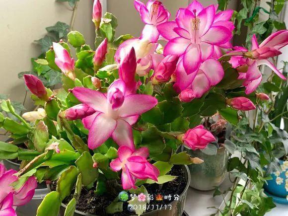别养绿萝了, 这15种耐阴花, 给点光就能开爆盆!