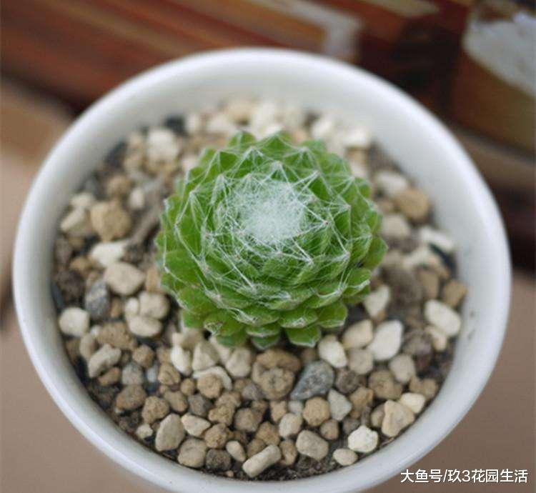 家居养花之多肉植物——蛛丝卷绢