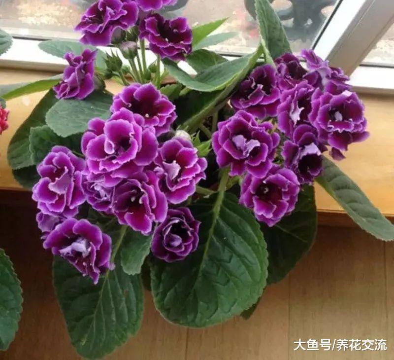 没有阳光的室内如何促进这些植物开花, 这几个技巧要注意