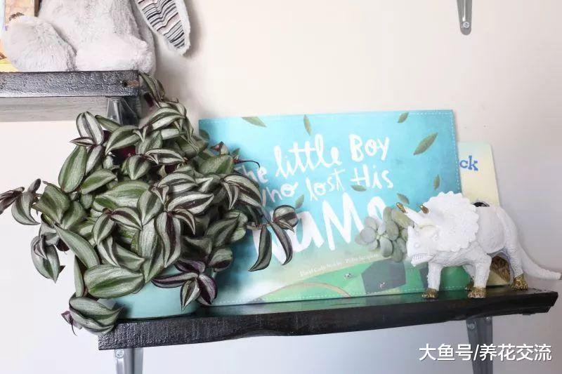 对婴儿、宠物安全无害的几种植物, 能很好净化空气的无毒盆栽