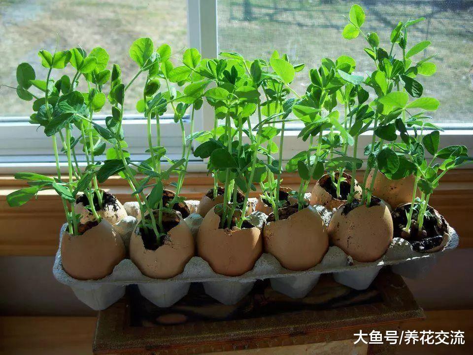 家里吃剩下的鸡蛋壳不要丢, 可以做养花肥料, 还能驱虫