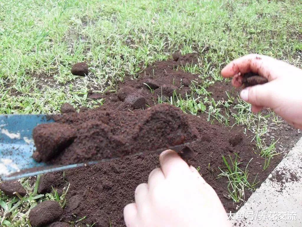 咖啡渣的6种园艺作用, 生活肥料变成养花的好东西