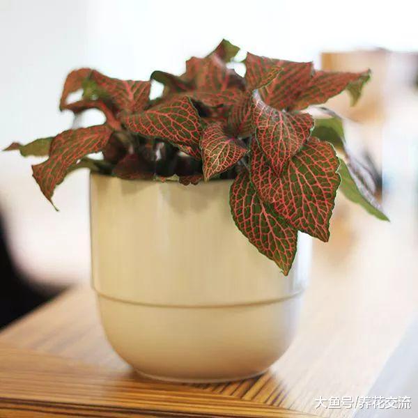 8种看起来特浪漫的观赏盆栽, 养在家里或送给朋友都很适合