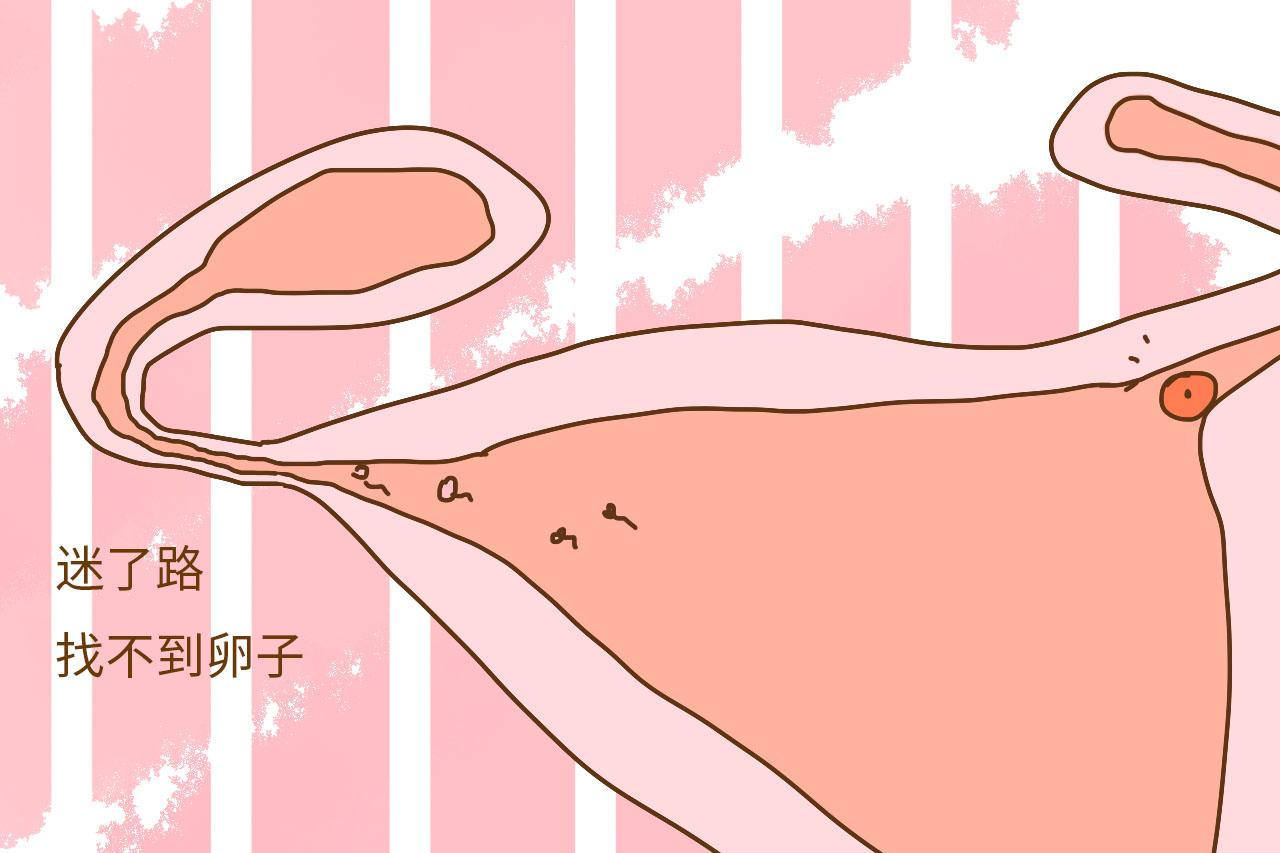 又没有感官, 精子咋定位卵子? 这些受孕的冷知识你需要知道