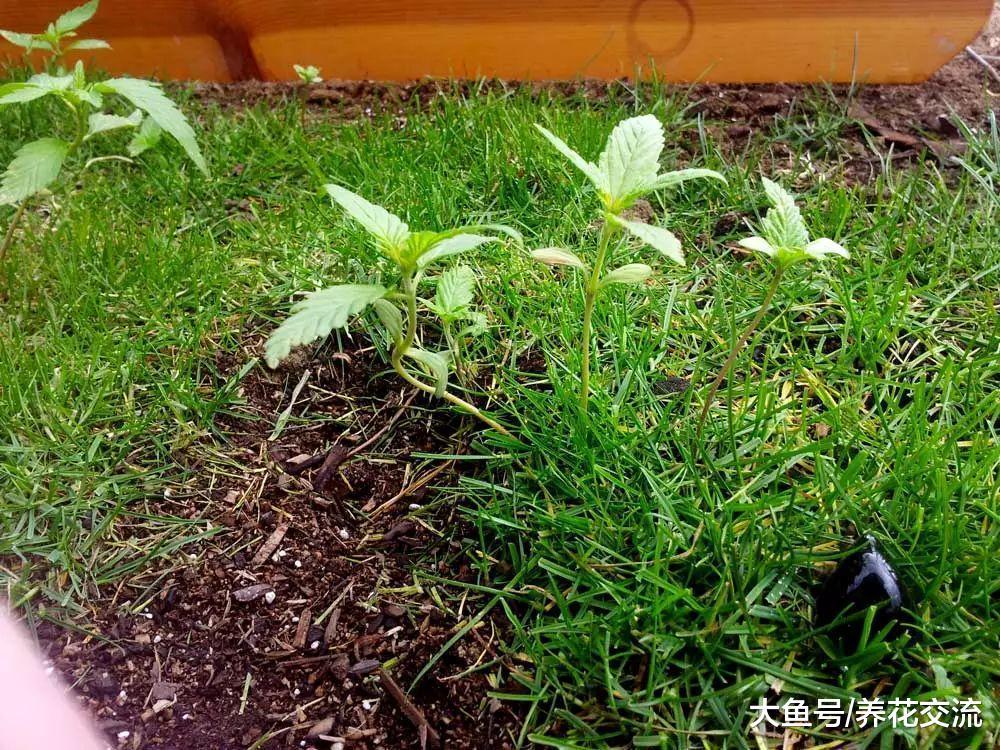 学会在任何的土壤中添加这些废弃的材料, 给植物花卉补充很多营养