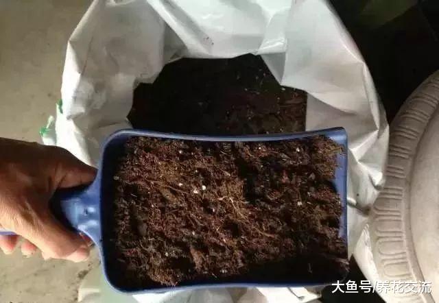 自己栽种多肉植物可以自制专用土壤, 很容易将多肉养活