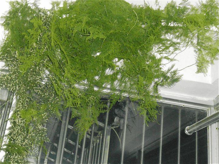 文竹一养就10年, 盆里加了它, 个头猛蹿2层楼!