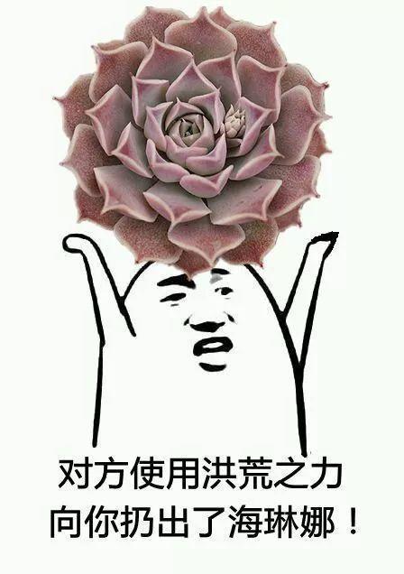 这些多肉表情包, 搞笑卖萌, 让你聊天不尴尬!