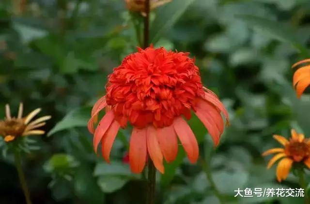 特适合养在户外的几种植物, 在院子的各个角落都有合适的花
