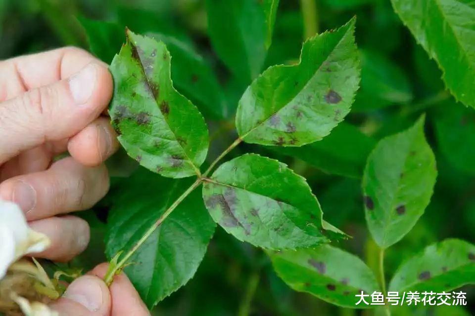 月季花有药罐子的称号, 常见的黑斑病用这些技巧能轻松处理