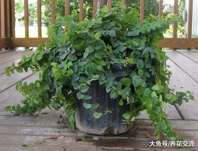 特适合养在浴室里的吊盆花叶薜荔, 比常青藤还好看