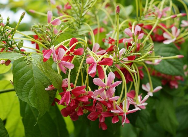 养花有“诀窍”, 这3种“饿着养”, 棵棵冒花芽, 长不停!
