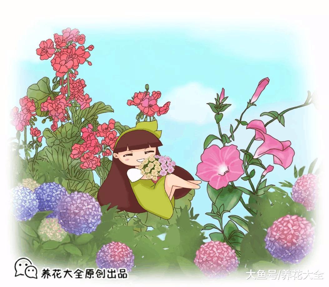 这7种花一开就成球, 花朵抱成团, 阳台都要挤爆了!