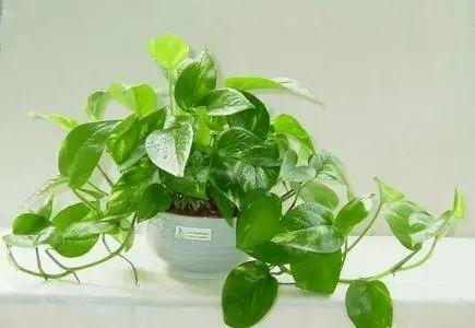想要夏季凉爽? 开空调不如养这几种植物, 降温效果不要太好哦!