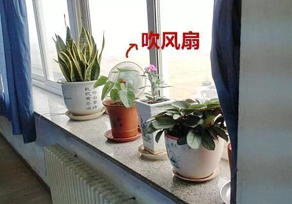 养花遇到下雨天, 漏了这一步, 叶子发霉还长斑!