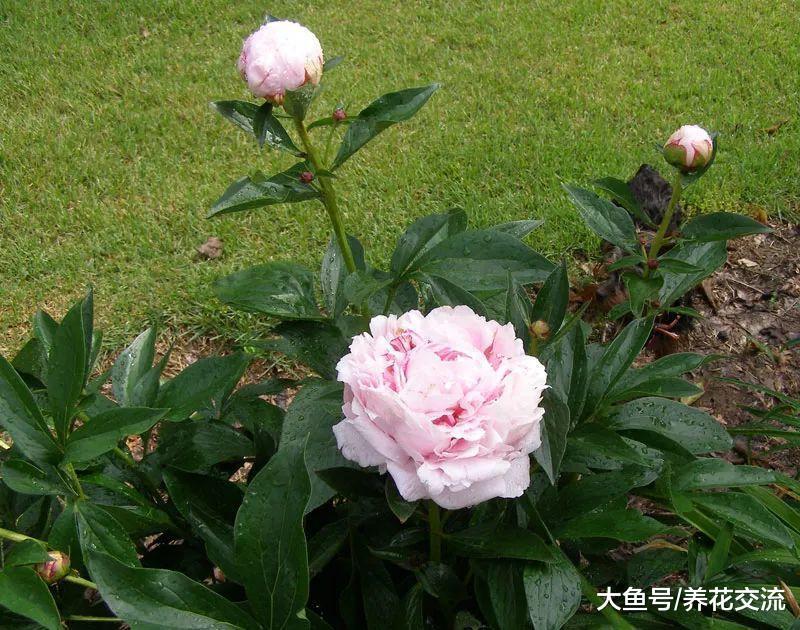 用这些方法栽种芍药能保持每年开花, 不需要太多照顾