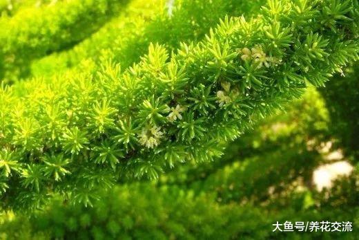 看起来像九尾狐一般的植物, 养在室内能保持四季常青