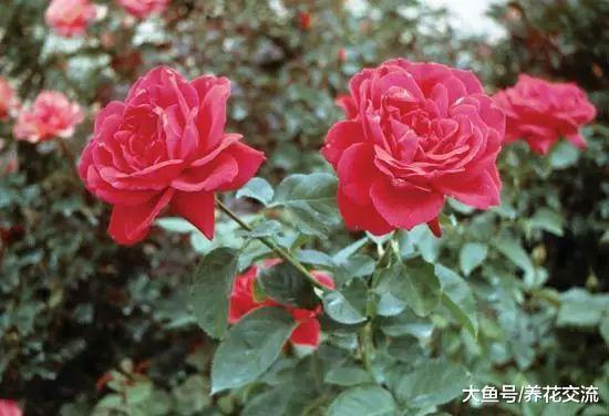 月季花用高枝压条的方法繁殖, 移栽后就能成活