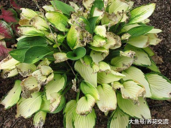 斑斓翠绿的玉簪花养护注意事项, 在遮阴处也能开出清香的花朵