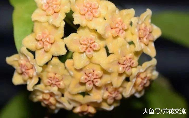 为什么你的球兰长满整个阳台都不开花, 可能就是这几点没做好