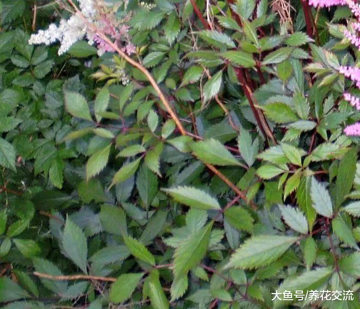 养在树荫下也能开花的落新妇, 能养成盆栽