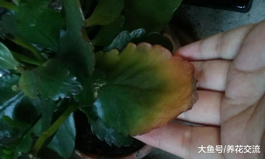 长寿花的叶子变软的正确处理方法, 保持每年冬春季节开花