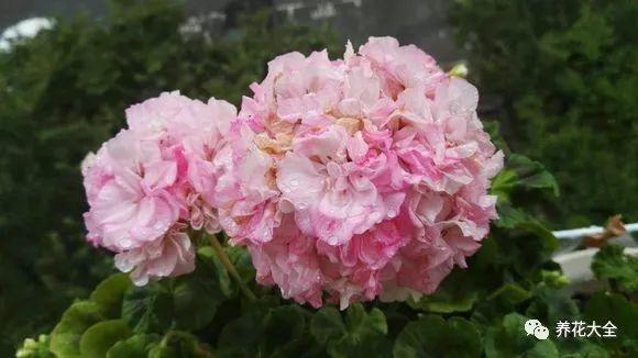 休眠的天竺葵, 学会这样养, 轻轻松松过夏天!