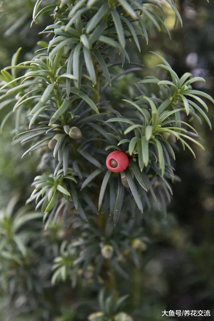 家里有养这9种观赏植物要注意, 要避免小孩或宠物误食