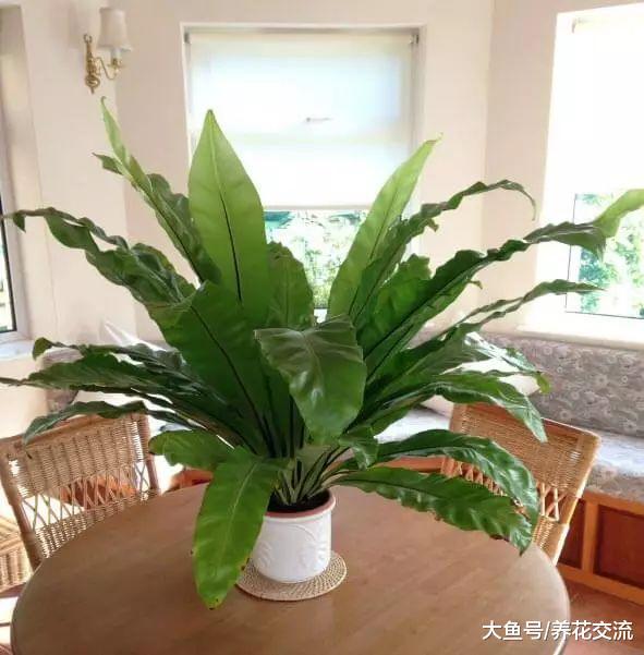 适合摆放在桌面的几种耐阴盆栽, 不是完全黑暗的地方都能生存