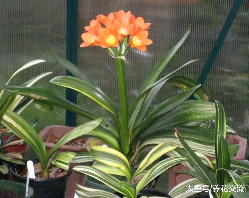 君子兰用这些方法养护才能每年开花, 需要做好5点