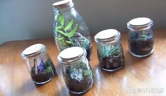 用玻璃罐养成12个迷你盆景, 捡来一些苔藓和植物就行了